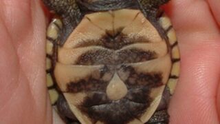 GW休暇のお知らせです